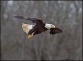 _2SB3987 american bald eagle